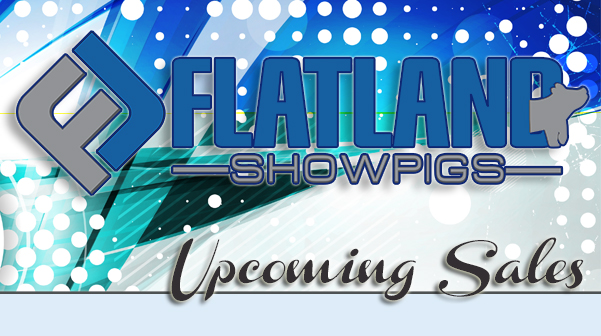 Flatland Showpigs : Upcoming Sales