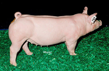 Flatland Showpigs