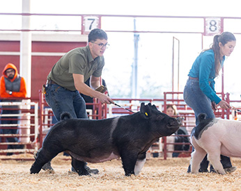 Reserve Champion Middleweight Crossbred Gilt
2025 Holiday Classic, CA 