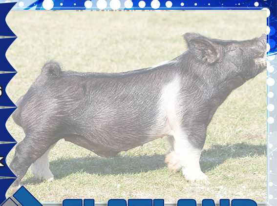 Flatland Showpigs  - Merino & Sterling, CO