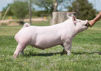 Flatland Boars