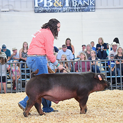 Flatland Showpigs Winners